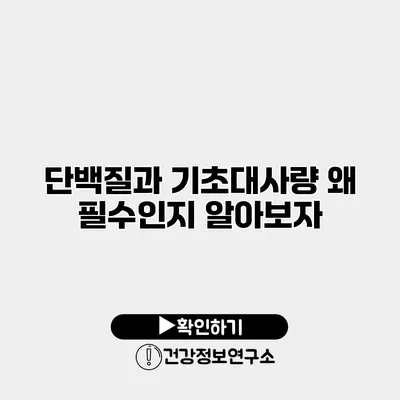 단백질과 기초대사량 왜 필수인지 알아보자