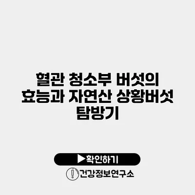 혈관 청소부 버섯의 효능과 자연산 상황버섯 탐방기